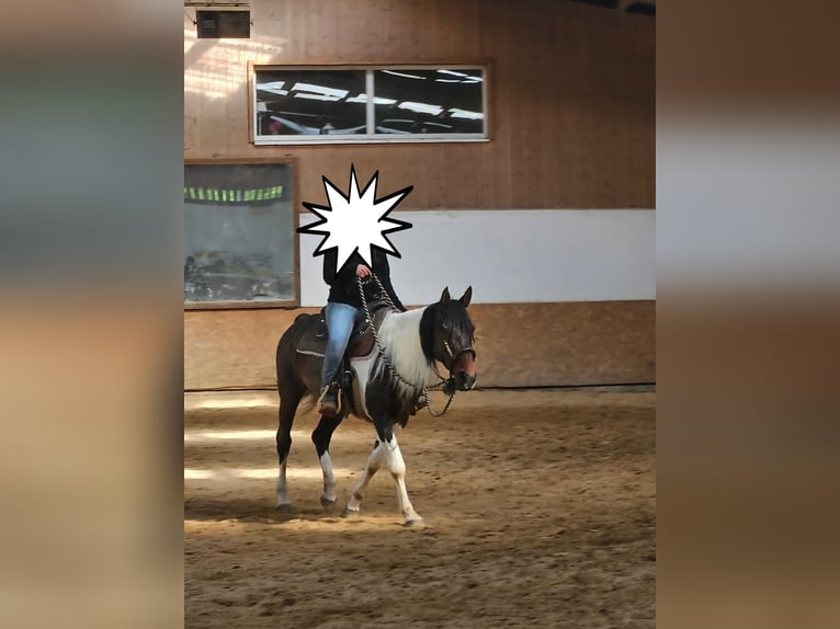 American Paint Horse Mix Mare 14 years 15 hh Pinto in Monzingen