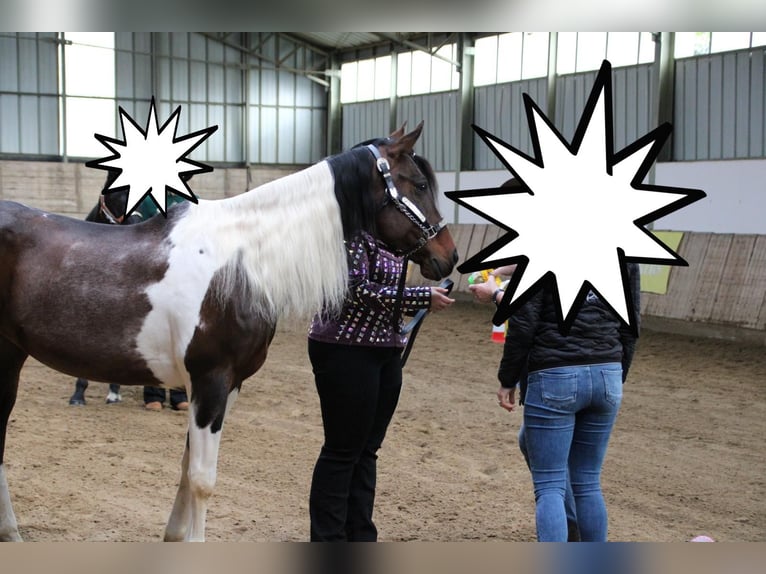 American Paint Horse Mix Mare 14 years 15 hh Pinto in Monzingen