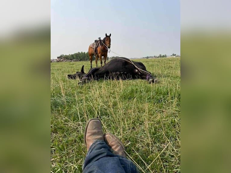 American Paint Horse Mare 14 years 15,1 hh Bay in Huntley