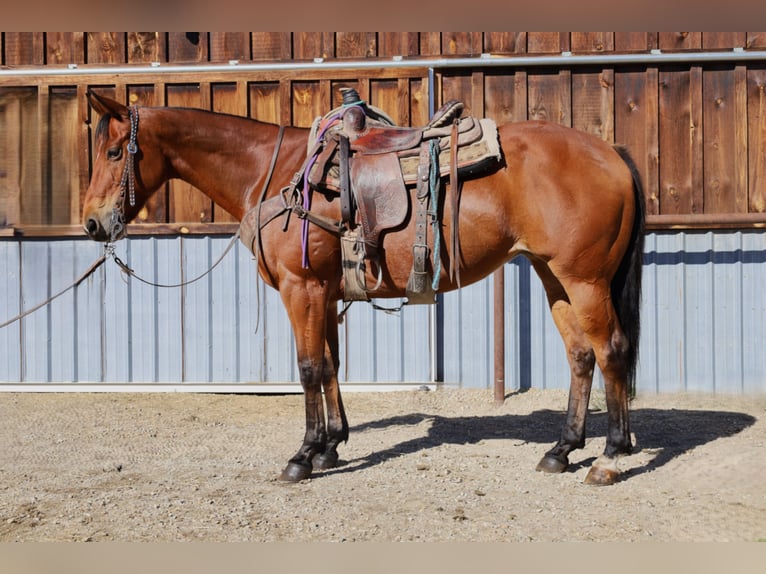 American Paint Horse Mare 14 years 15,1 hh Bay in Huntley