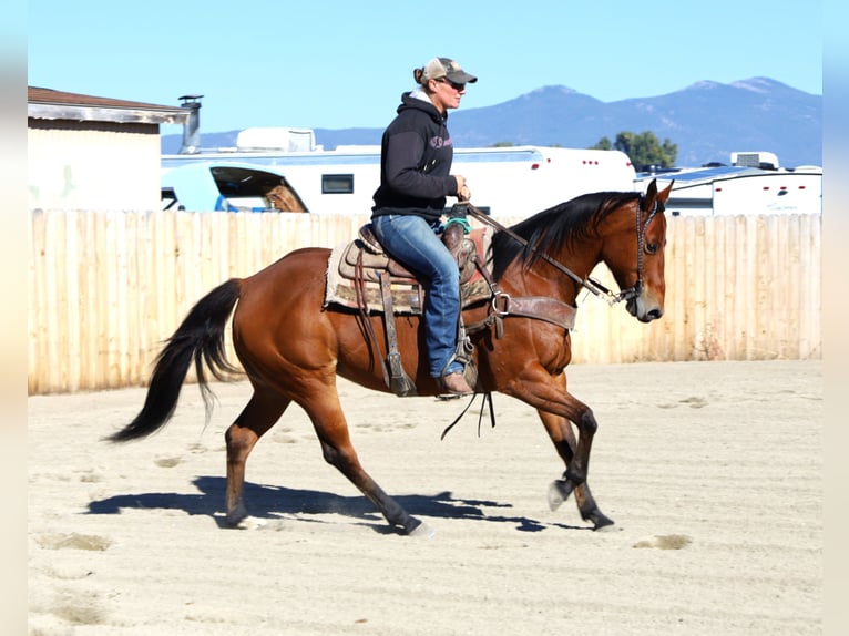 American Paint Horse Mare 14 years 15,1 hh Bay in Huntley