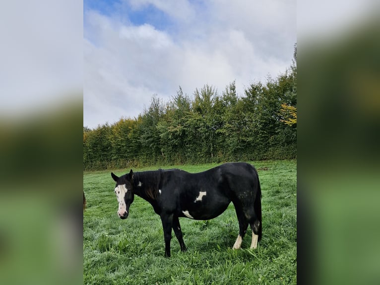 American Paint Horse Mare 14 years in Meuzac