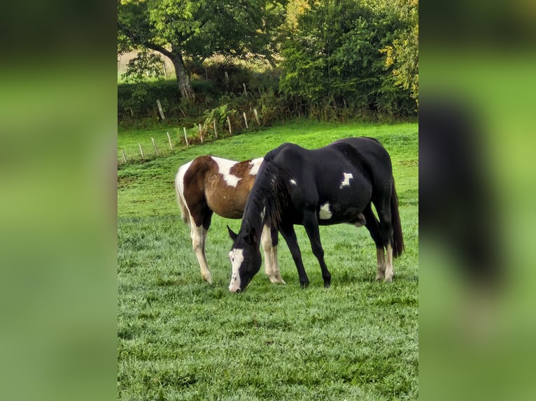 American Paint Horse Mare 14 years in Meuzac