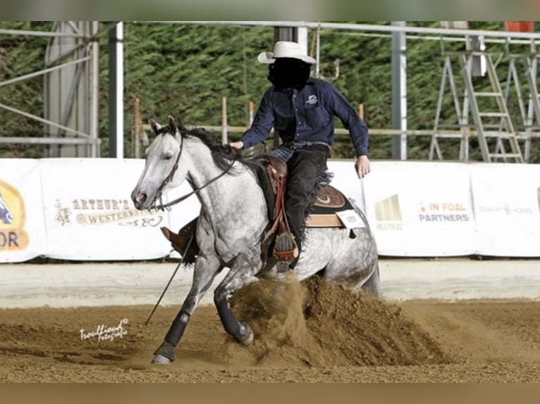 American Paint Horse Mare 15 years 14.1 hh Grey in Breda