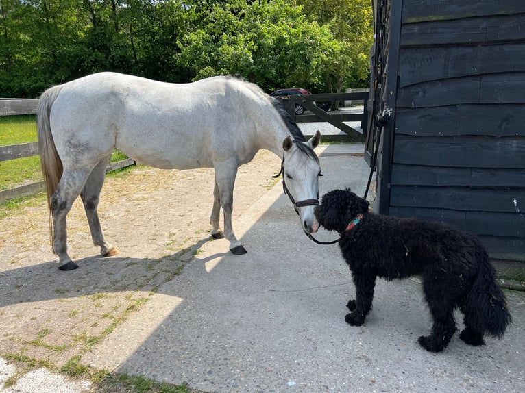 American Paint Horse Mare 15 years 14.1 hh Grey in Breda