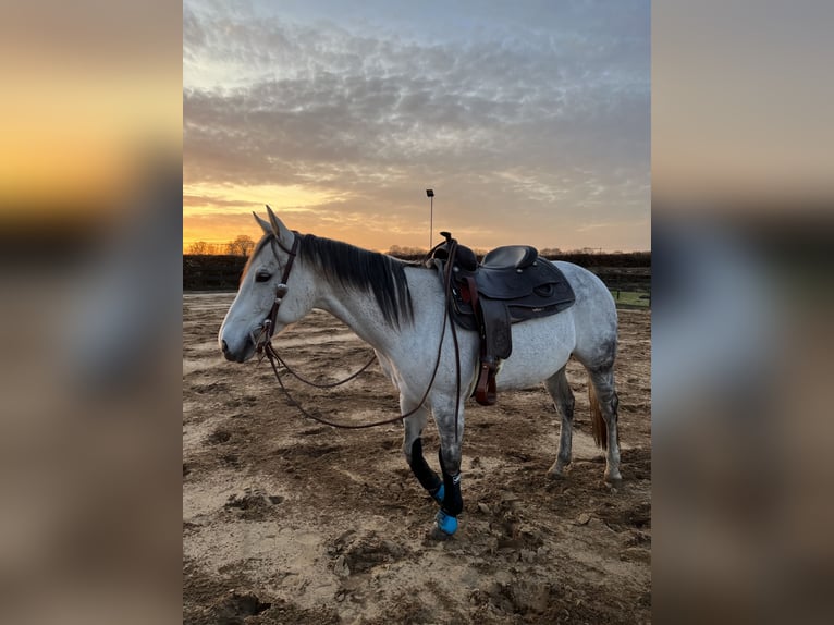 American Paint Horse Mare 15 years 14.1 hh Grey in Breda