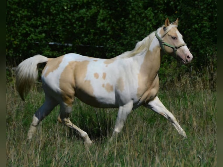 American Paint Horse Mare 15 years 14.3 hh Champagne in Obertaufkirchen