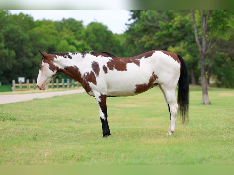 American Paint Horse Mare 15 years 14 hh Overo-all-colors in Terrell