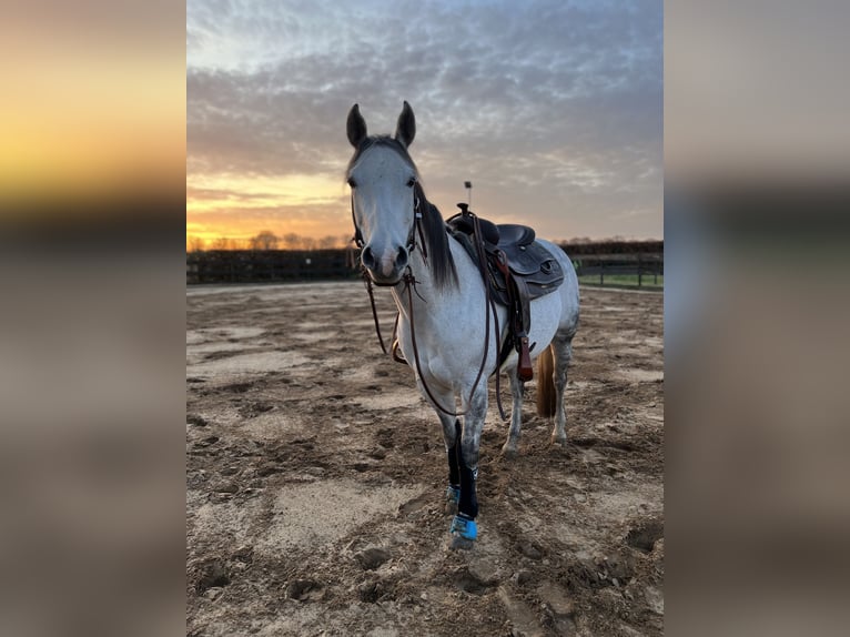 American Paint Horse Mare 15 years 14,1 hh Grey in Breda
