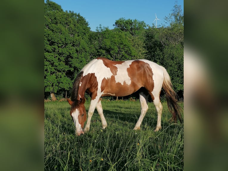 American Paint Horse Mare 15 years 14,3 hh Pinto in Todtnau