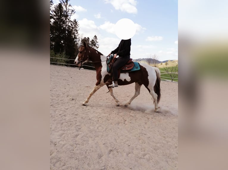 American Paint Horse Mare 15 years 14,3 hh Pinto in Todtnau