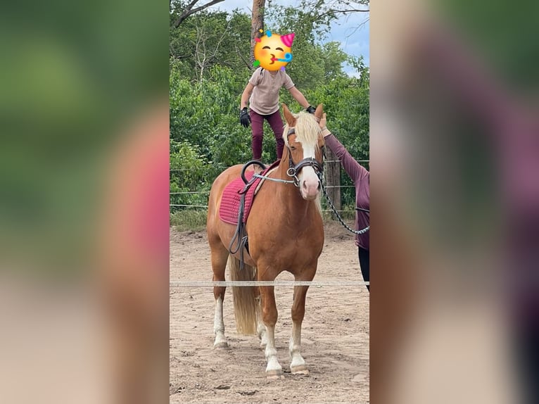 American Paint Horse Mix Mare 15 years 15.1 hh Chestnut-Red in Gransee