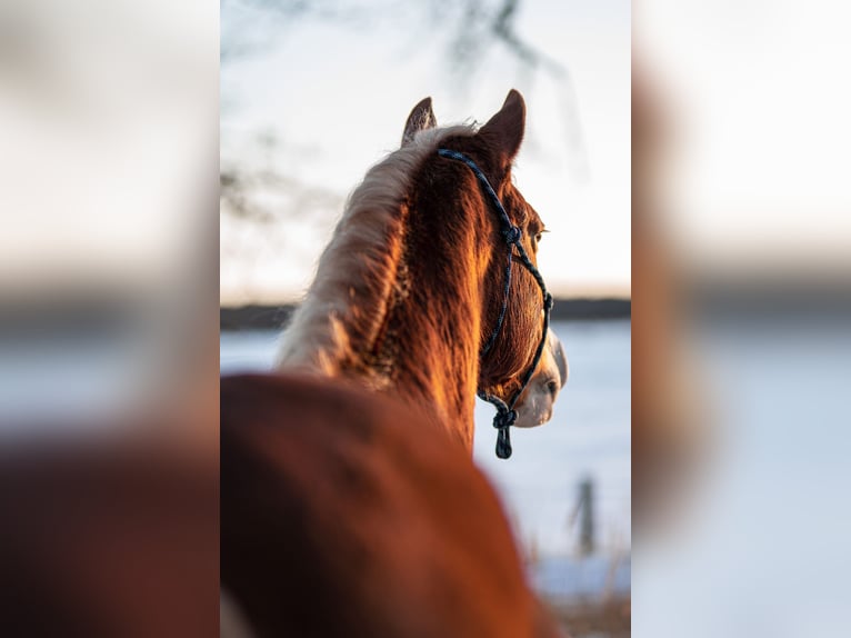 American Paint Horse Mix Mare 15 years 15.1 hh Chestnut-Red in Gransee