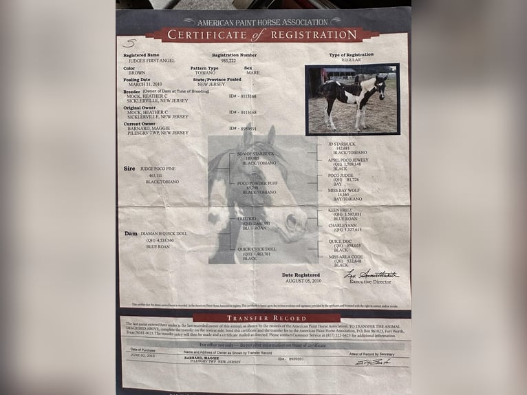 American Paint Horse Mare 15 years 15 hh Tobiano-all-colors in bORDEN in