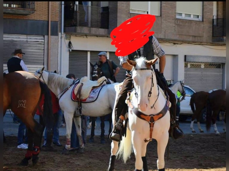 American Paint Horse Mare 15 years 6.1 hh Tobiano-all-colors in Imaz