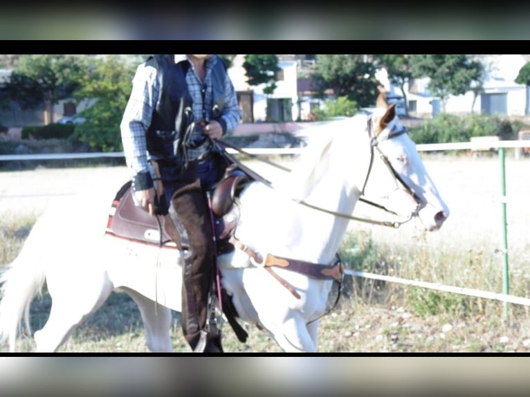 American Paint Horse Mare 15 years 6,1 hh Tobiano-all-colors in Imaz