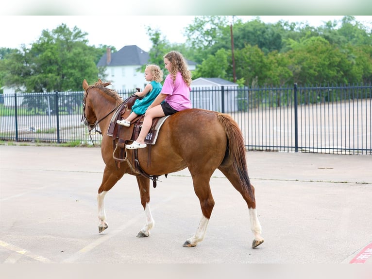 American Paint Horse Mare 15 years Chestnut in Forney