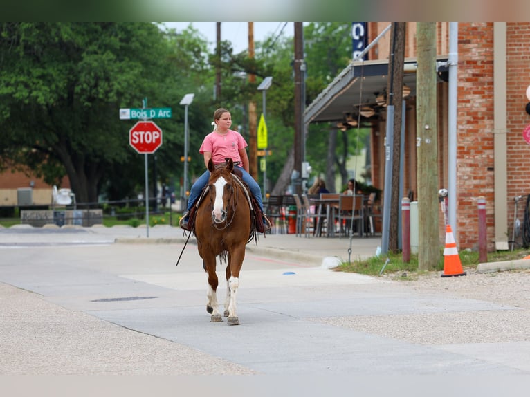 American Paint Horse Mare 15 years Chestnut in Forney