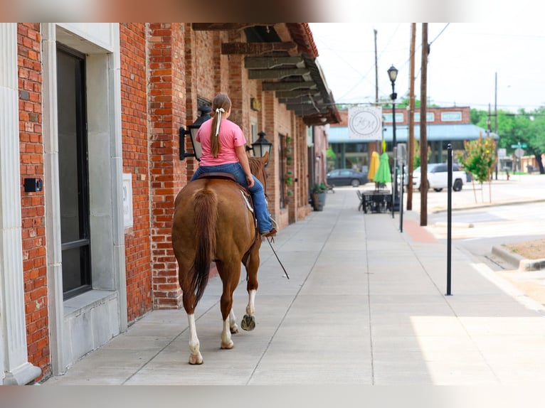 American Paint Horse Mare 15 years Chestnut in Forney