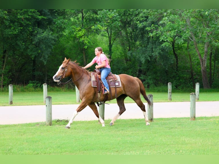 American Paint Horse Mare 15 years Chestnut in Forney