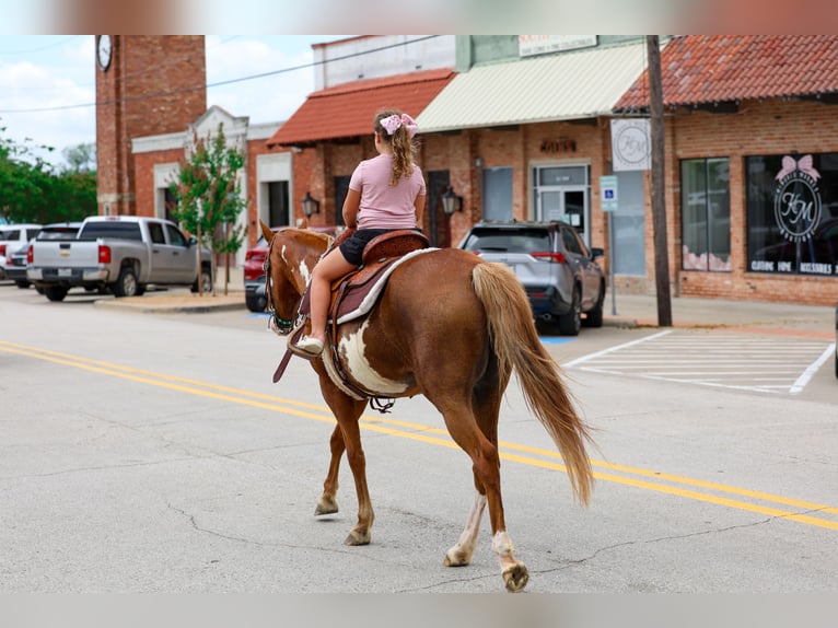 American Paint Horse Mare 15 years Pinto in Forney
