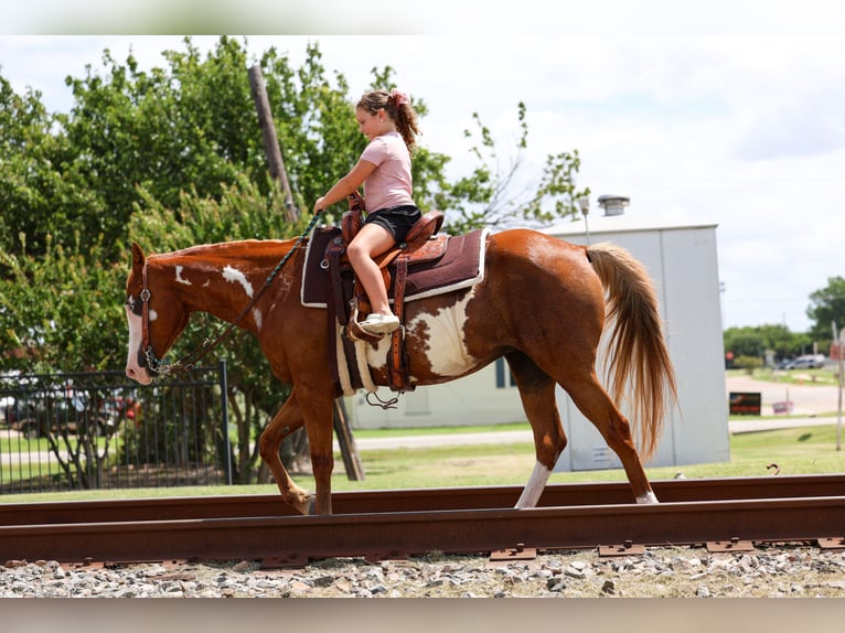 American Paint Horse Mare 15 years Pinto in Forney
