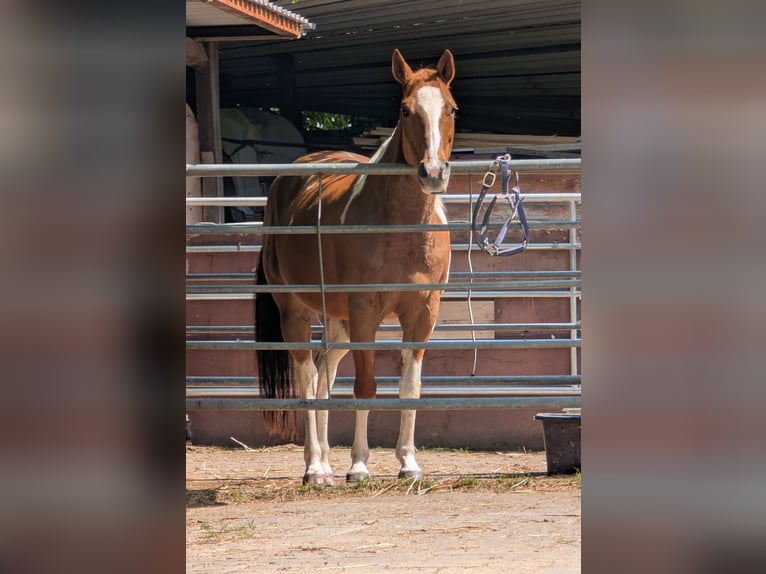 American Paint Horse Mare 16 years 14.2 hh Pinto in Essen