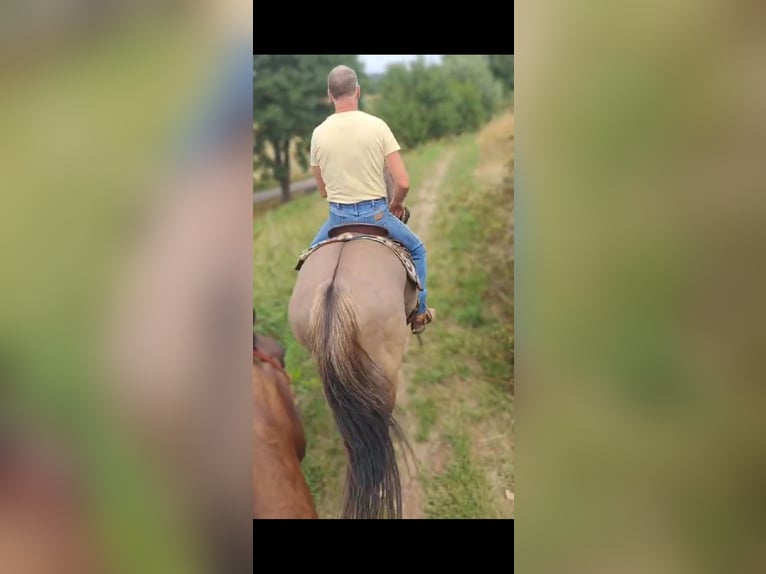 American Paint Horse Mare 16 years 14,2 hh Grullo in Maria Hoop