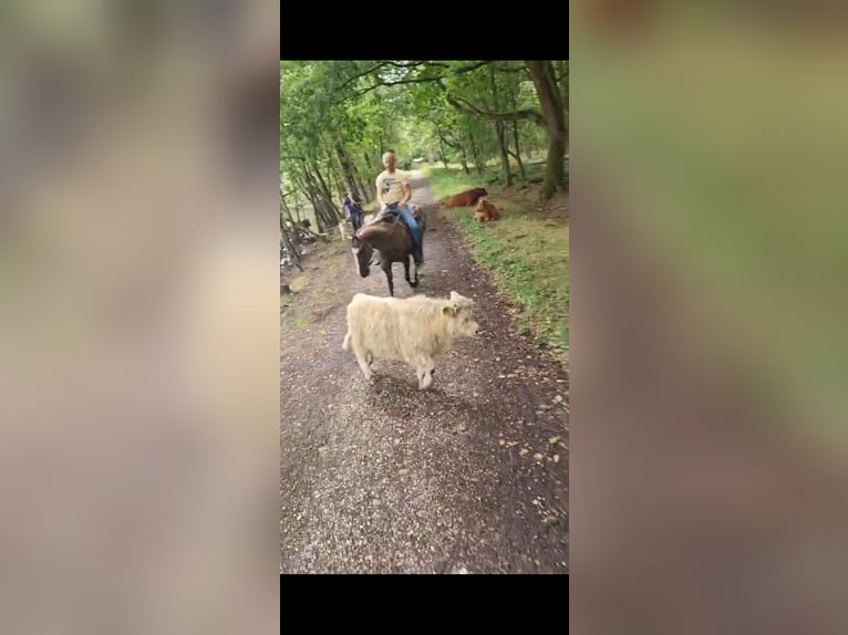 American Paint Horse Mare 16 years 14,2 hh Grullo in Maria Hoop