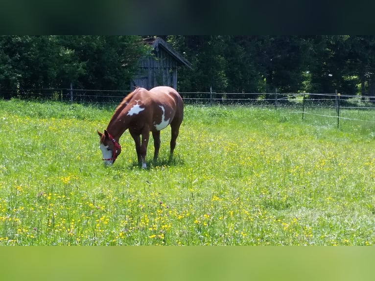 American Paint Horse Mare 16 years 15 hh Overo-all-colors in Memmingen