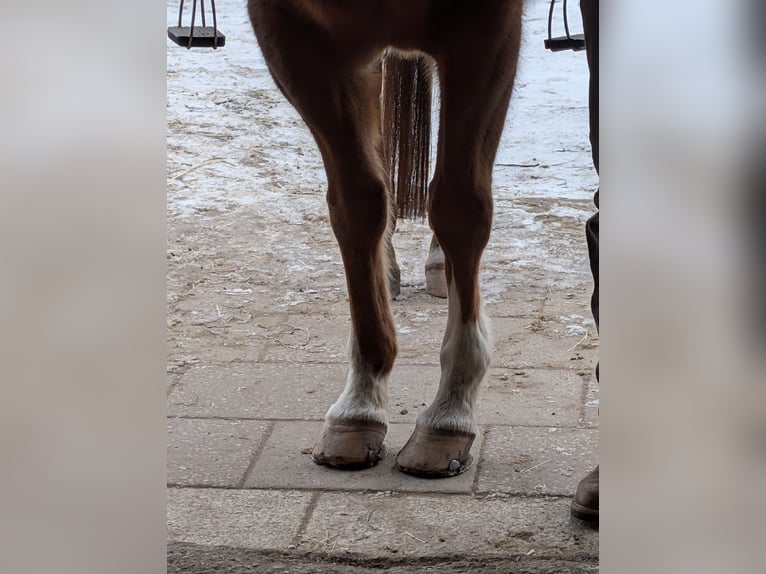 American Paint Horse Mare 16 years 15 hh Overo-all-colors in Memmingen