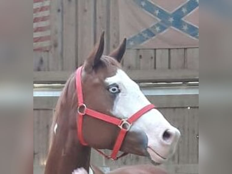 American Paint Horse Mare 16 years 15 hh Overo-all-colors in Memmingen