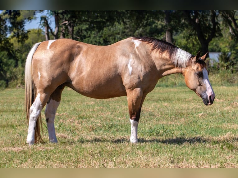 American Paint Horse Mare 16 years Pinto in Argyle