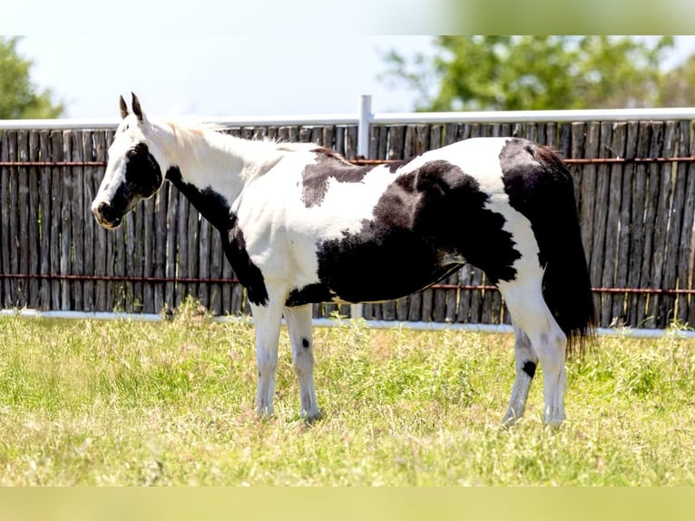 American Paint Horse Mare 16 years Tobiano-all-colors in Weatherford, TX