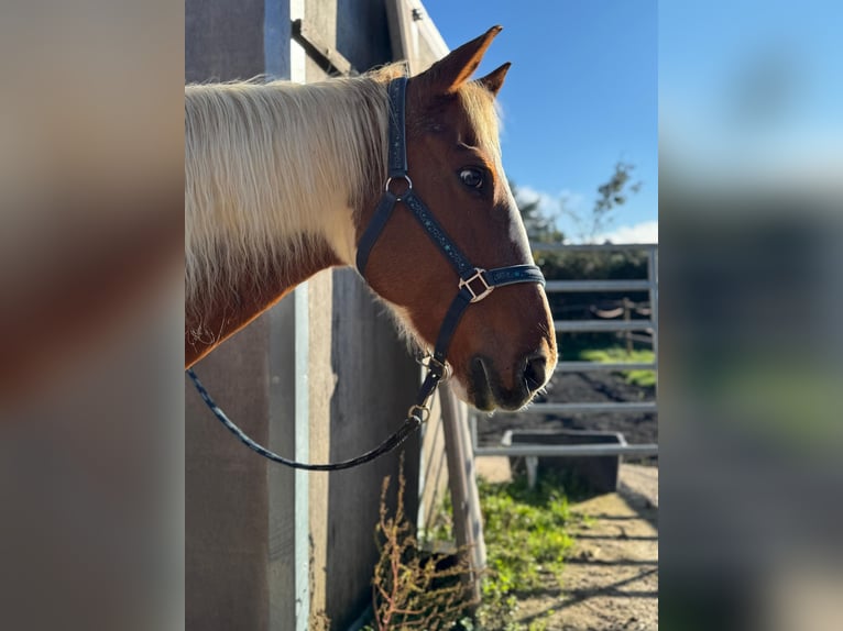 American Paint Horse Mare 17 years 15 hh Tobiano-all-colors in Rheinbach