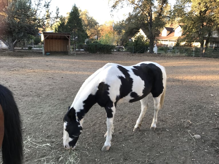 American Paint Horse Mare 18 years 15 hh Tobiano-all-colors in Vallecito