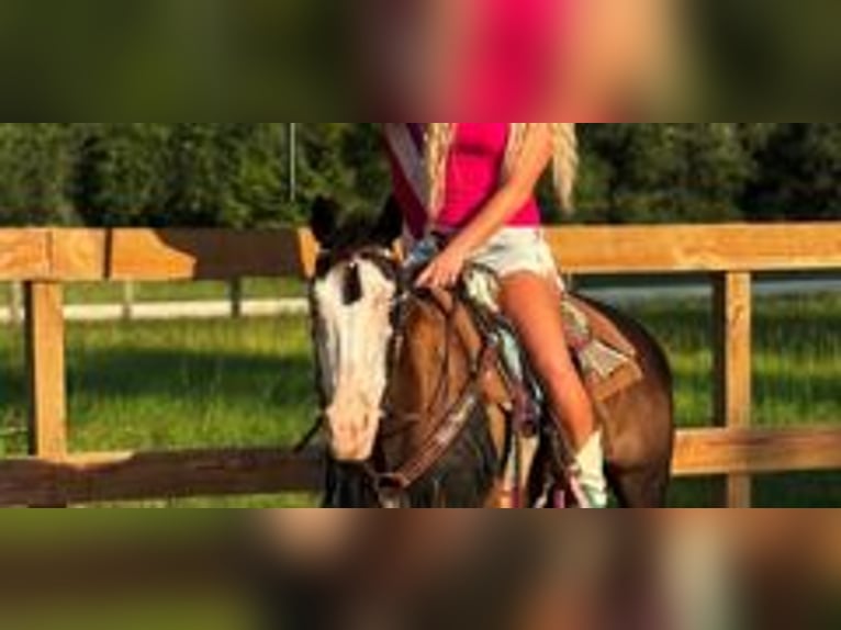 American Paint Horse Mare 19 years 14 hh Tobiano-all-colors in Bronson
