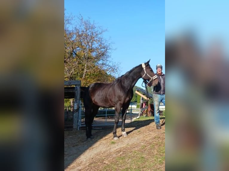 American Paint Horse Mare 19 years 16 hh Bay-Dark in Paternion