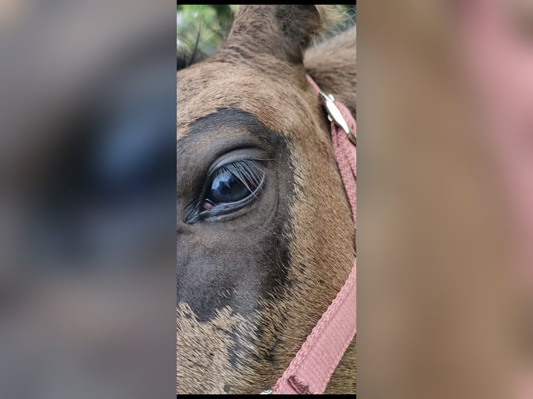 American Paint Horse Mix Mare 1 year 12.1 hh Black in Langsdorf Langsdorf