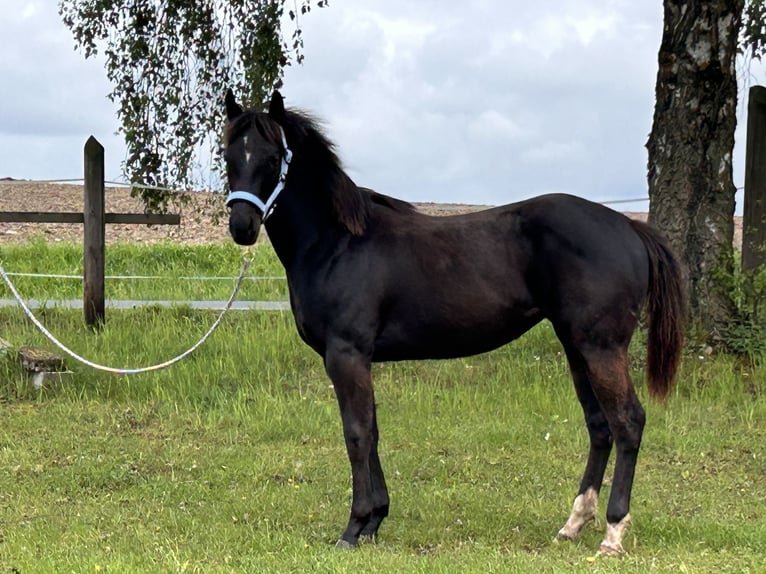 American Paint Horse Mare 1 year 12.2 hh Black in Planá