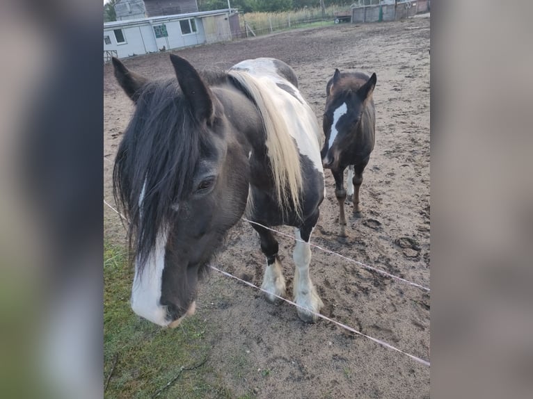 American Paint Horse Mix Mare 1 year 12,1 hh Black in Langsdorf Langsdorf