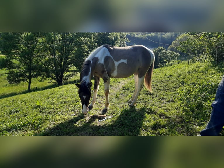American Paint Horse Mare 1 year 13.2 hh Grullo in Abaltzisketa