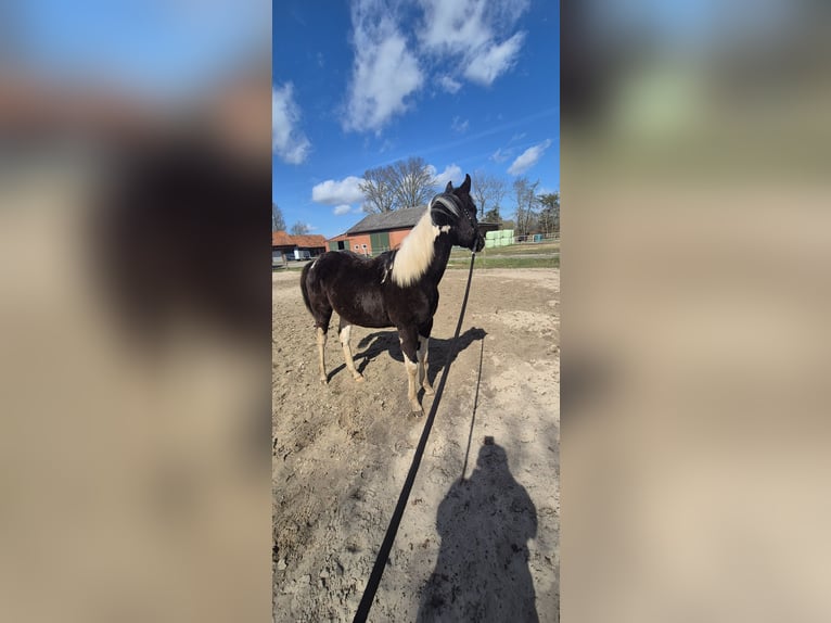 American Paint Horse Mare 1 year 13.2 hh Tobiano-all-colors in Walchum