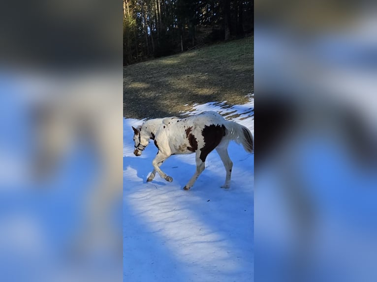 American Paint Horse Mare 1 year 13,2 hh Tovero-all-colors in Dobovec