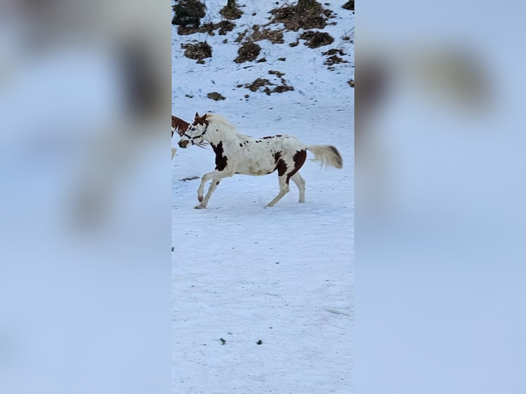 American Paint Horse Mare 1 year 13,2 hh Tovero-all-colors in Dobovec