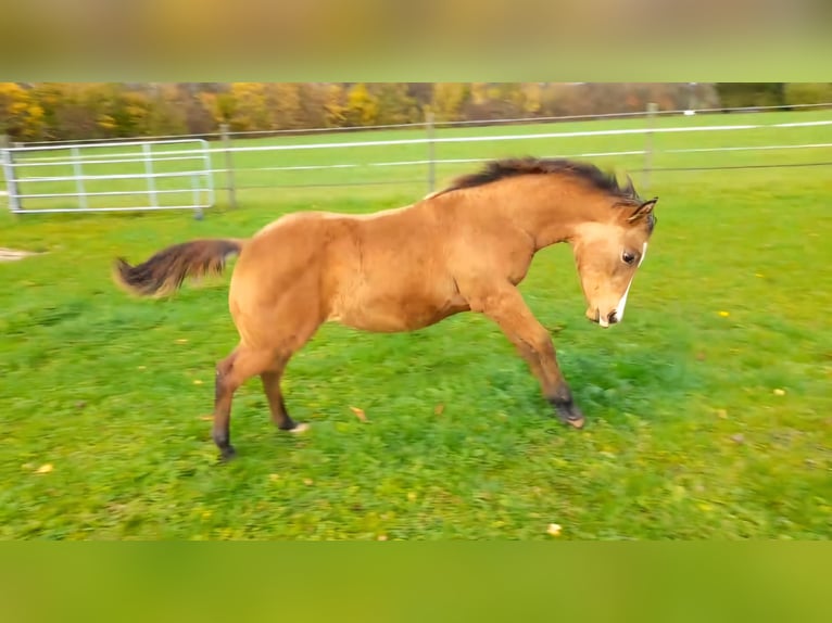 American Paint Horse Mare 1 year 14.2 hh Buckskin in Crailsheim