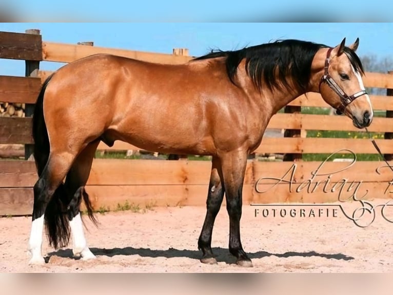 American Paint Horse Mare 1 year 14.2 hh Buckskin in Crailsheim