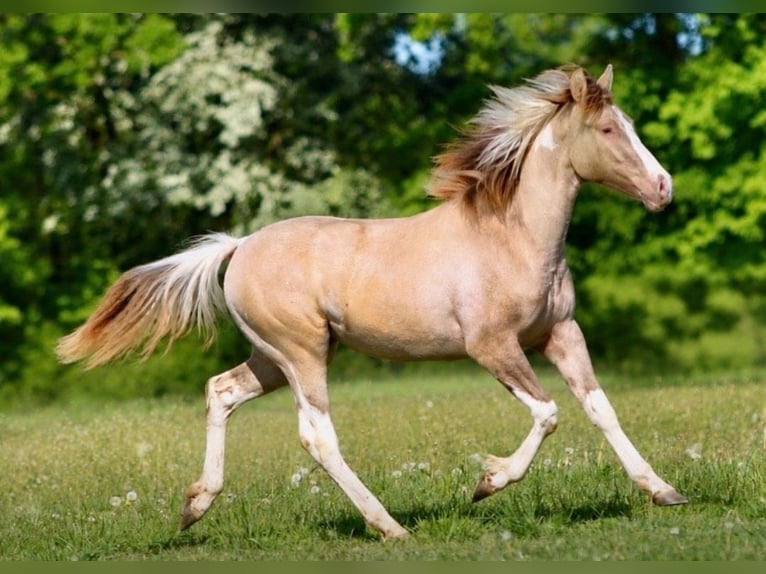 American Paint Horse Mare 1 year 14.2 hh Champagne in Pastetten