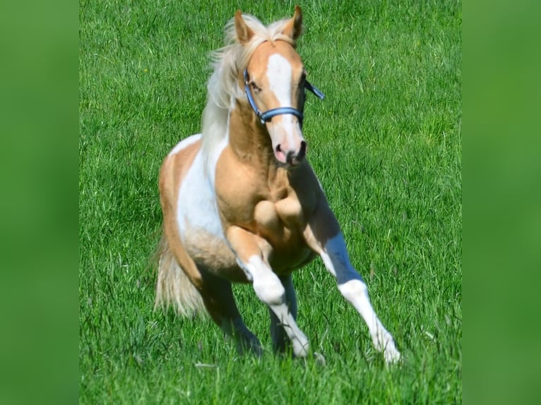 American Paint Horse Mare 1 year 14.2 hh Champagne in Obertaufkirchen