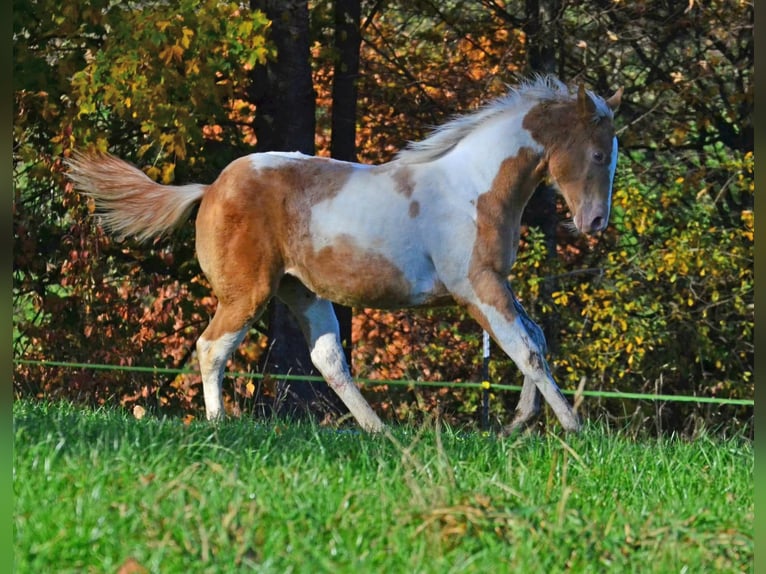 American Paint Horse Mare 1 year 14.2 hh Champagne in Obertaufkirchen